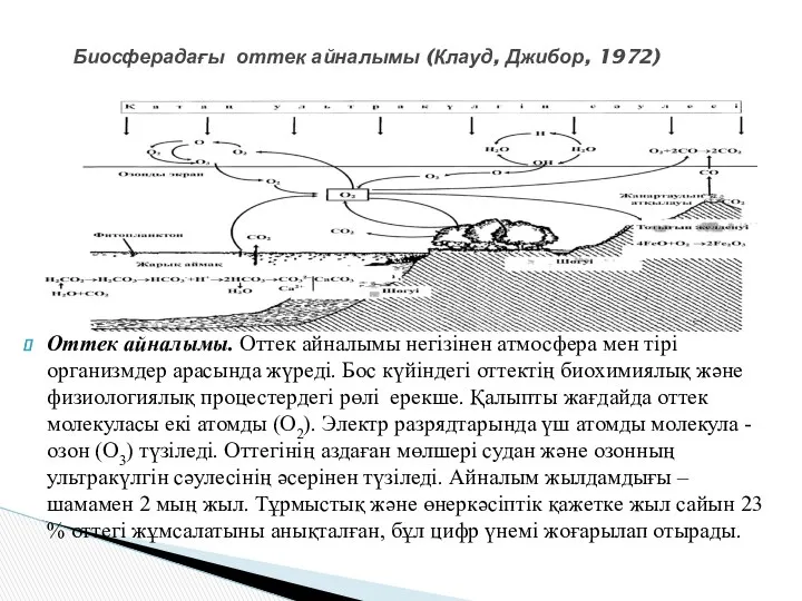 Биосферадағы оттек айналымы (Клауд, Джибор, 1972) Оттек айналымы. Оттек айналымы негізінен