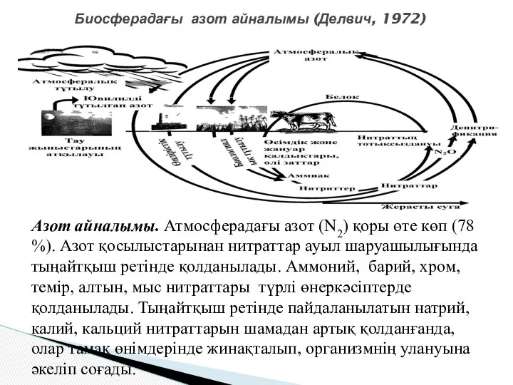 Биосферадағы азот айналымы (Делвич, 1972) Азот айналымы. Атмосферадағы азот (N2) қоры