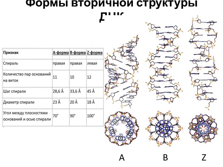 Формы вторичной структуры ДНК A B Z
