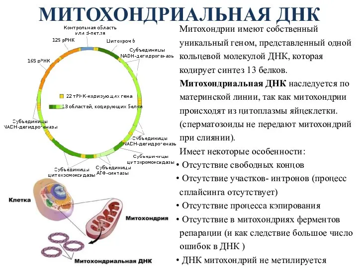 МИТОХОНДРИАЛЬНАЯ ДНК Митохондрии имеют собственный уникальный геном, представленный одной кольцевой молекулой