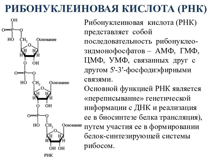 РИБОНУКЛЕИНОВАЯ КИСЛОТА (РНК) Рибонуклеиновая кислота (РНК) представляет собой последовательность рибонуклео-зидмонофосфатов –