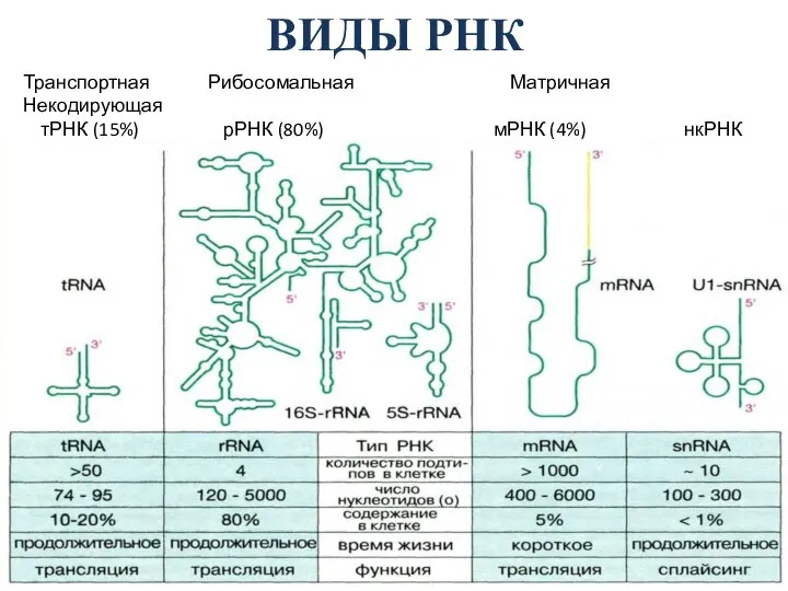 ВИДЫ РНК Транспортная Рибосомальная Матричная Некодирующая тРНК (15%) рРНК (80%) мРНК (4%) нкРНК (1%)