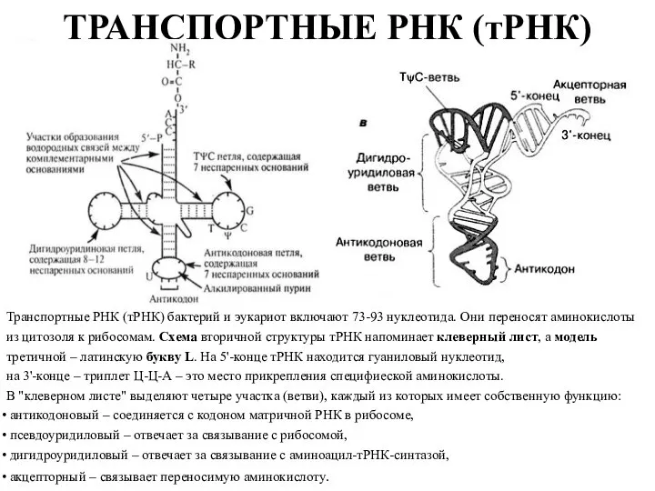 ТРАНСПОРТНЫЕ РНК (тРНК) Транспортные РНК (тРНК) бактерий и эукариот включают 73-93