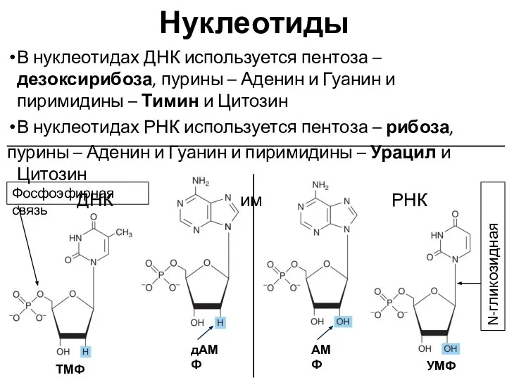 Нуклеотиды В нуклеотидах ДНК используется пентоза – дезоксирибоза, пурины – Аденин