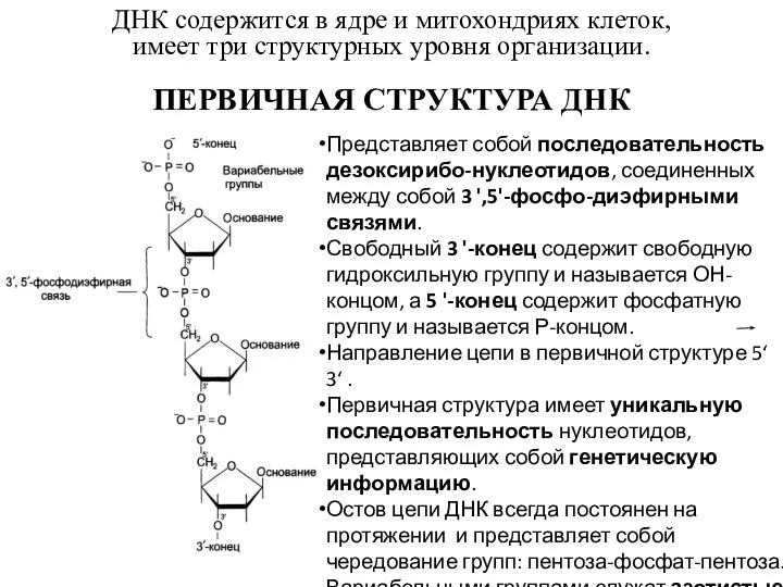 ДНК содержится в ядре и митохондриях клеток, имеет три структурных уровня