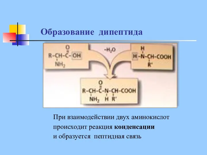 Образование дипептида При взаимодействии двух аминокислот происходит реакция конденсации и образуется пептидная связь