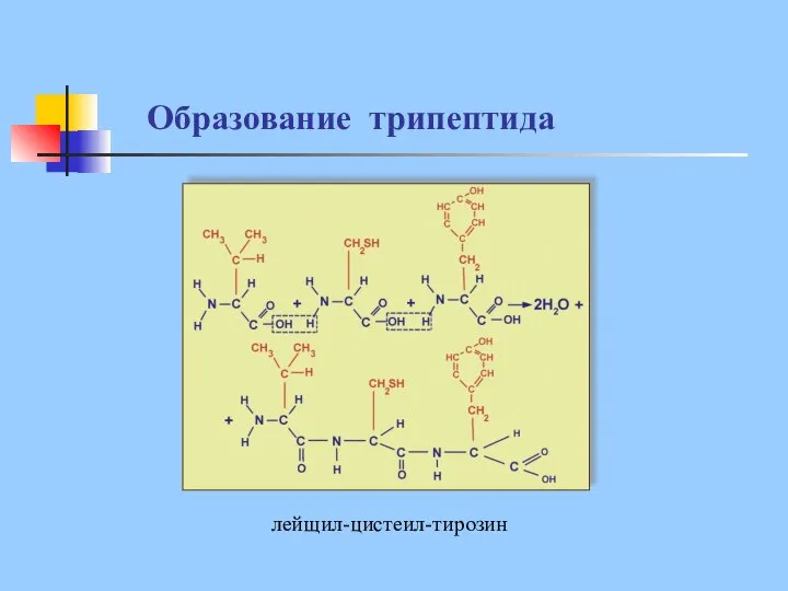 Образование трипептида лейщил-цистеил-тирозин