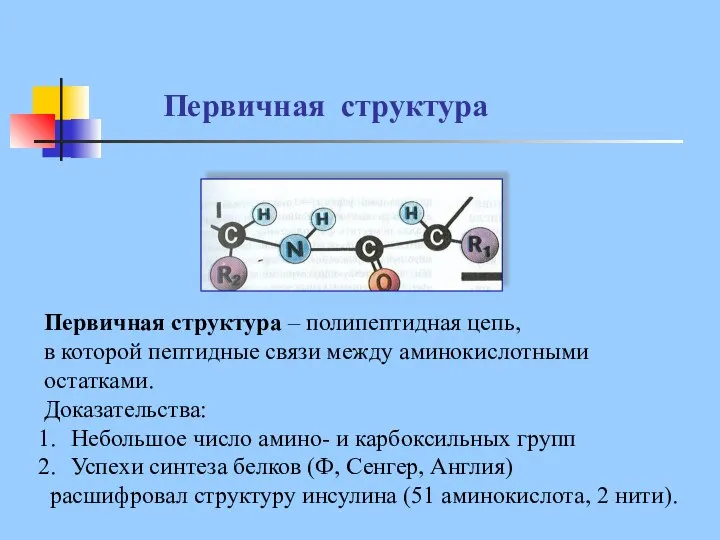 Первичная структура Первичная структура – полипептидная цепь, в которой пептидные связи