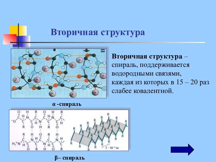 Вторичная структура – спираль, поддерживается водородными связями, каждая из которых в