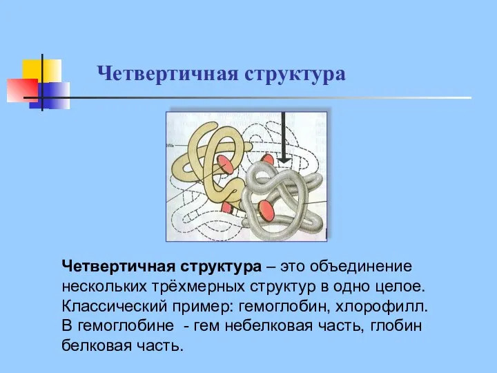 Четвертичная структура Четвертичная структура – это объединение нескольких трёхмерных структур в