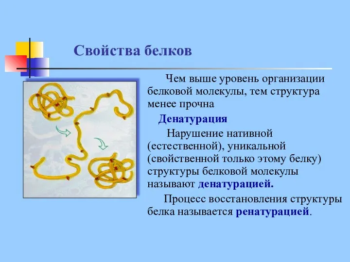 Свойства белков Чем выше уровень организации белковой молекулы, тем структура менее