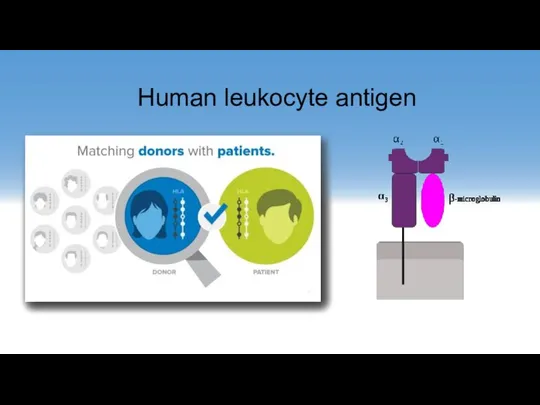 Human leukocyte antigen