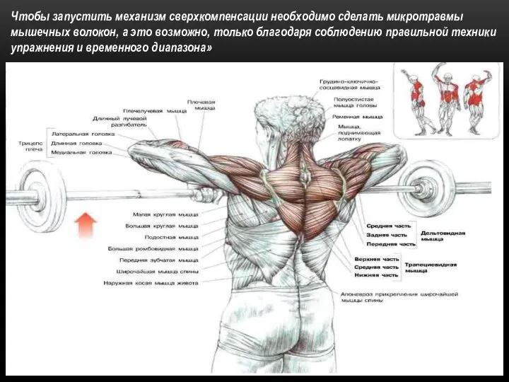 Чтобы запустить механизм сверхкомпенсации необходимо сделать микротравмы мышечных волокон, а это