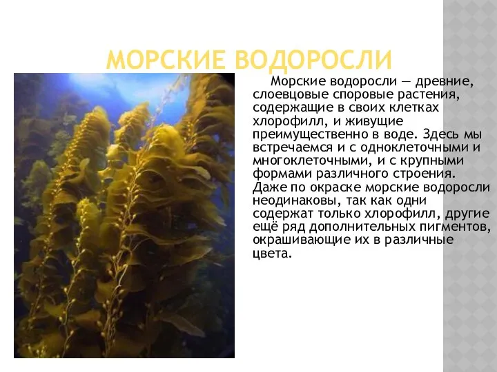 МОРСКИЕ ВОДОРОСЛИ Морские водоросли — древние, слоевцовые споровые растения, содержащие в