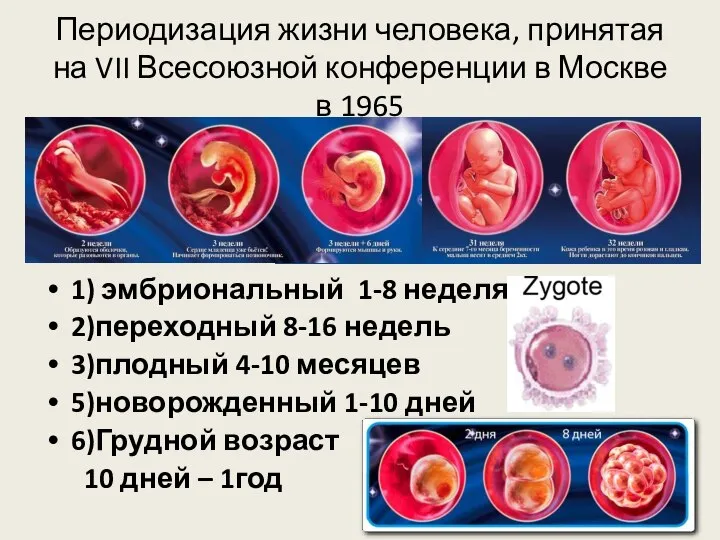 Периодизация жизни человека, принятая на VII Всесоюзной конференции в Москве в