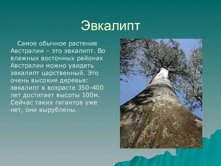 Эвкалипт Самое обычное растение Австралии – это эвкалипт. Во влажных восточных