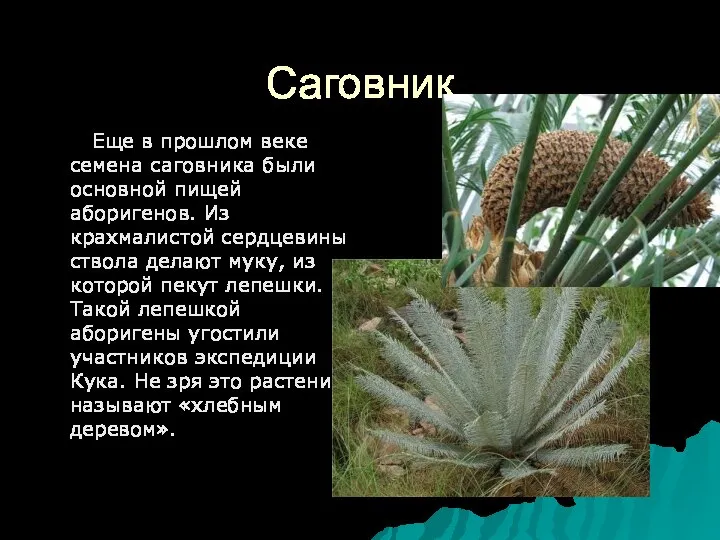 Саговник Еще в прошлом веке семена саговника были основной пищей аборигенов.