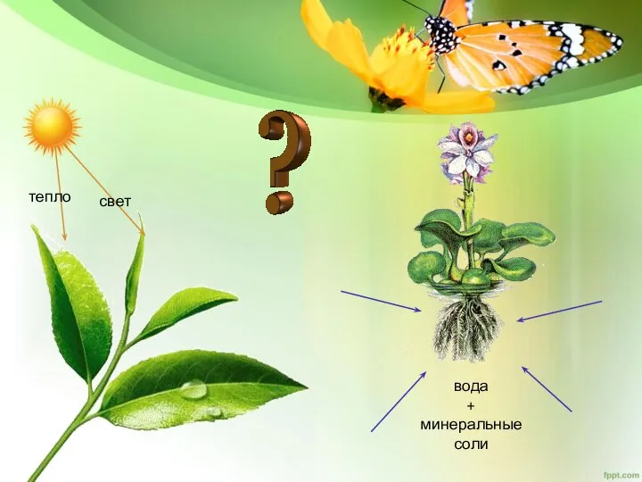 тепло свет вода + минеральные соли