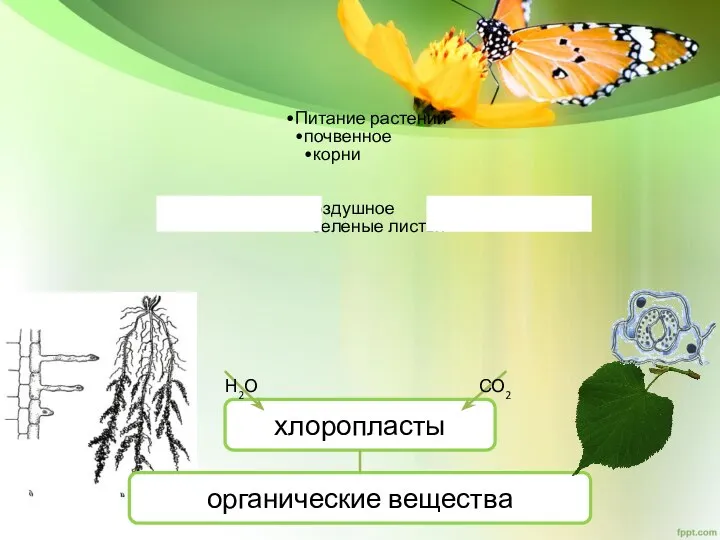 органические вещества хлоропласты Питание растений почвенное корни воздушное зеленые листья Н2О СО2