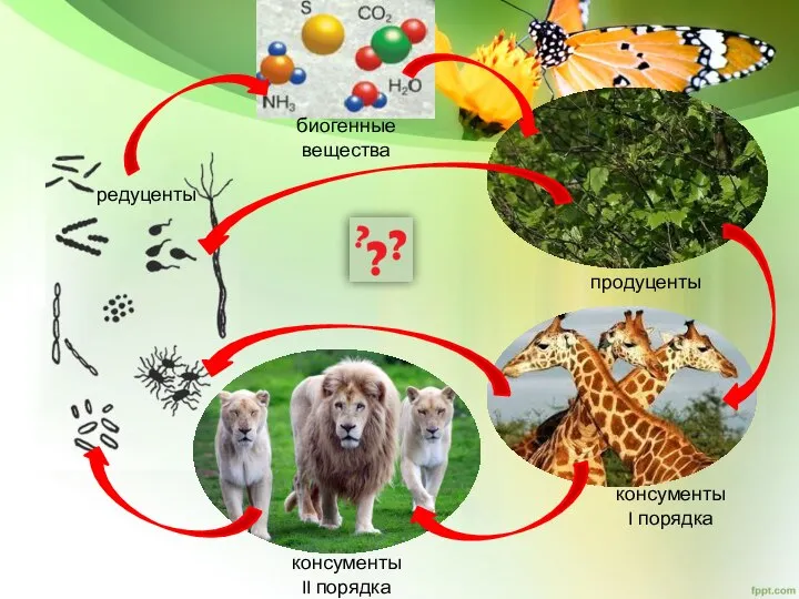 продуценты консументы I порядка консументы II порядка редуценты биогенные вещества