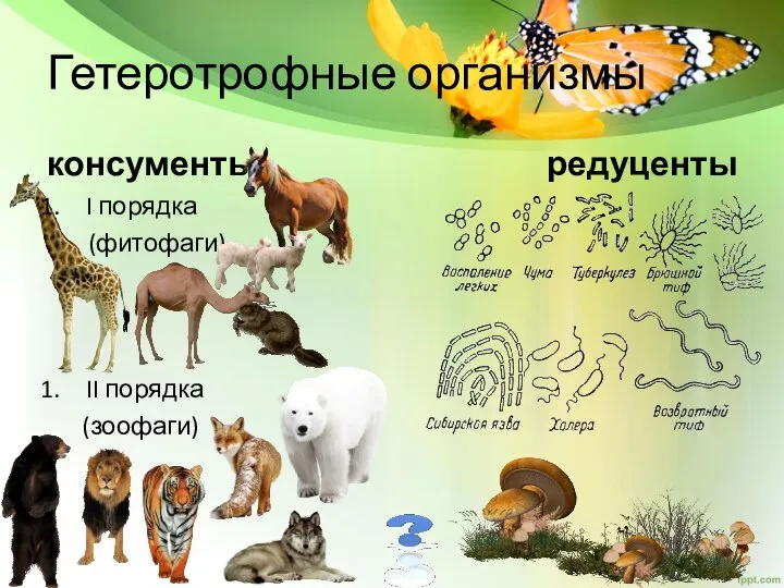 Гетеротрофные организмы консументы I порядка (фитофаги) II порядка (зоофаги) редуценты