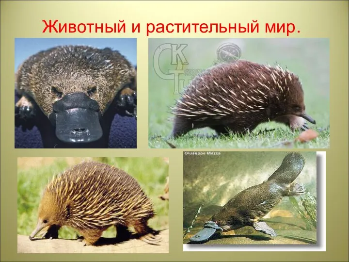 Животный и растительный мир.