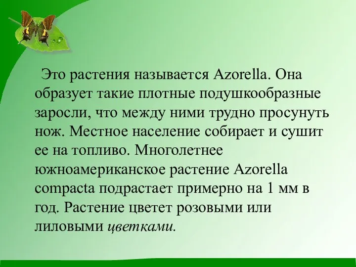 Это растения называется Azorella. Она образует такие плотные подушкообразные заросли, что