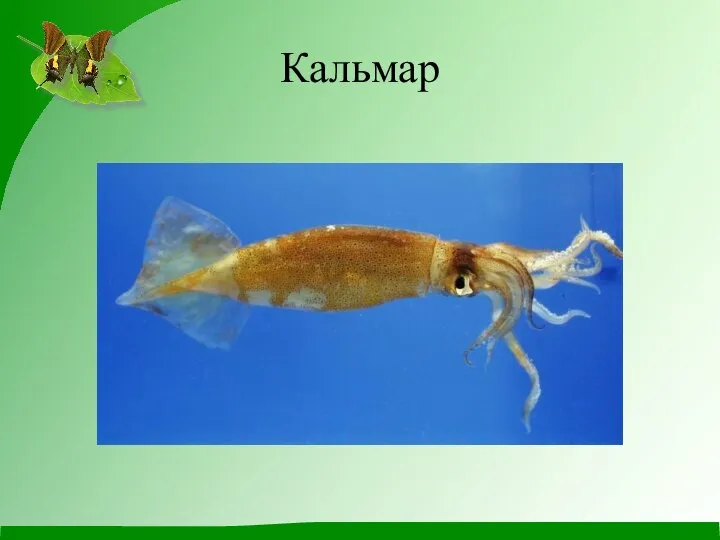 Кальмар