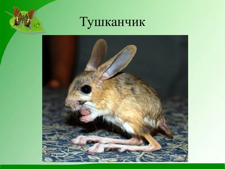 Тушканчик