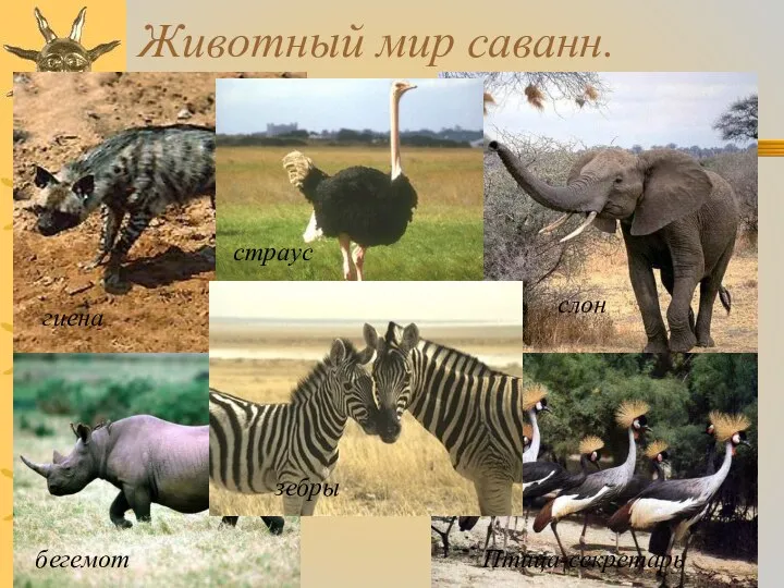 Животный мир саванн. гиена страус бегемот Птица-секретарь зебры слон