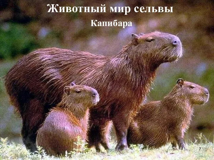 Животный мир сельвы Капибара