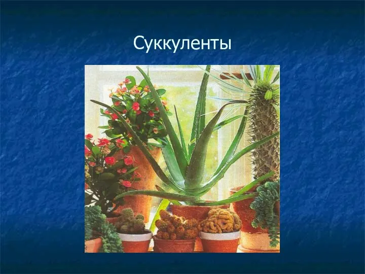 Суккуленты