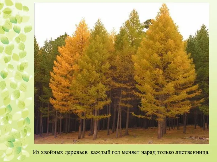 Из хвойных деревьев каждый год меняет наряд только лиственница.