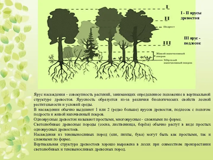 Ярус насаждения - совокупность растений, занимающих определенное положение в вертикальной структуре