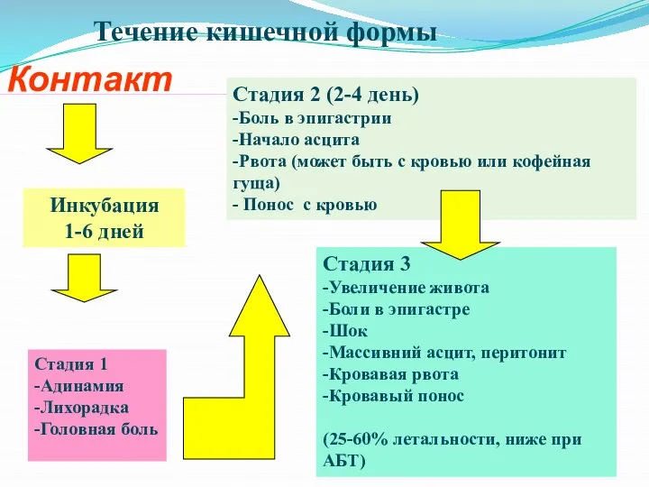 Течение кишечной формы Инкубация 1-6 дней Стадия 3 -Увеличение живота -Боли