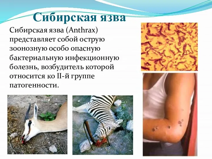 Сибирская язва Сибирская язва (Anthrax) представляет собой острую зоонозную особо опасную
