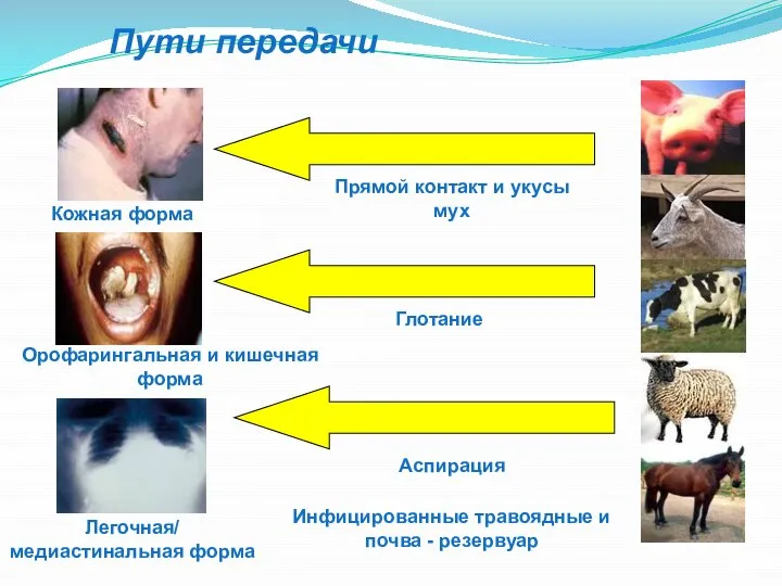 Инфицированные травоядные и почва - резервуар Прямой контакт и укусы мух