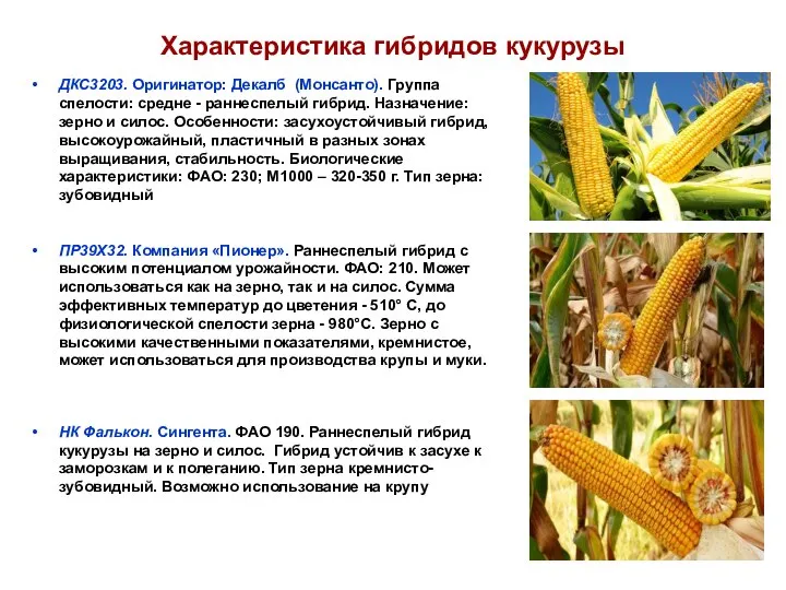 Характеристика гибридов кукурузы ДКС3203. Оригинатор: Декалб (Монсанто). Группа спелости: средне -