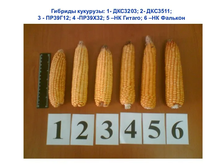 Гибриды кукурузы: 1- ДКС3203; 2- ДКС3511; 3 - ПР39Г12; 4 -ПР39Х32;