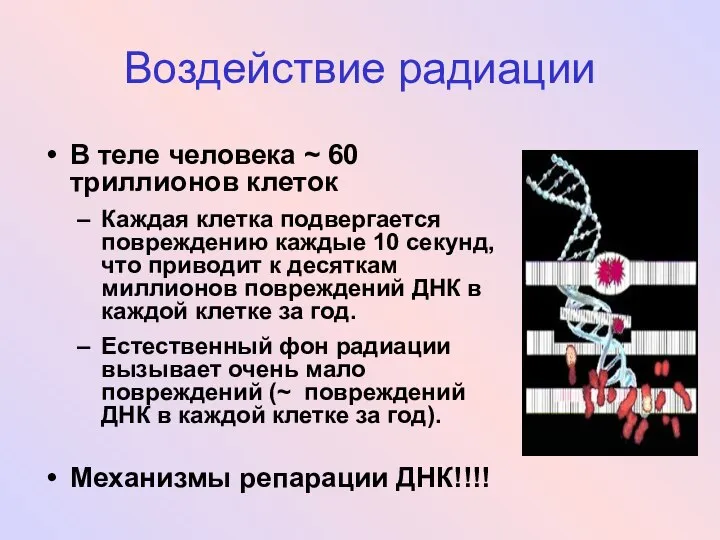 Воздействие радиации В теле человека ~ 60 триллионов клеток Каждая клетка