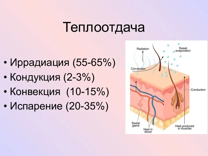 Теплоотдача Иррадиация (55-65%) Кондукция (2-3%) Конвекция (10-15%) Испарение (20-35%)