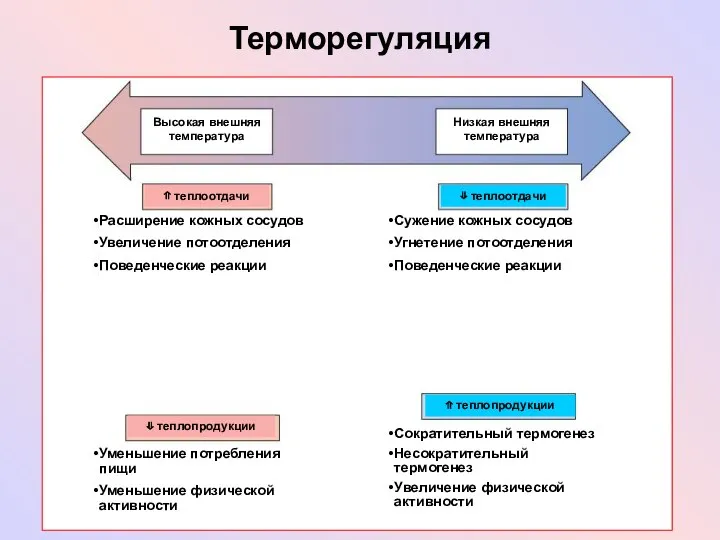 Терморегуляция Высокая внешняя температура Низкая внешняя температура ⇑ теплоотдачи ⇓ теплоотдачи