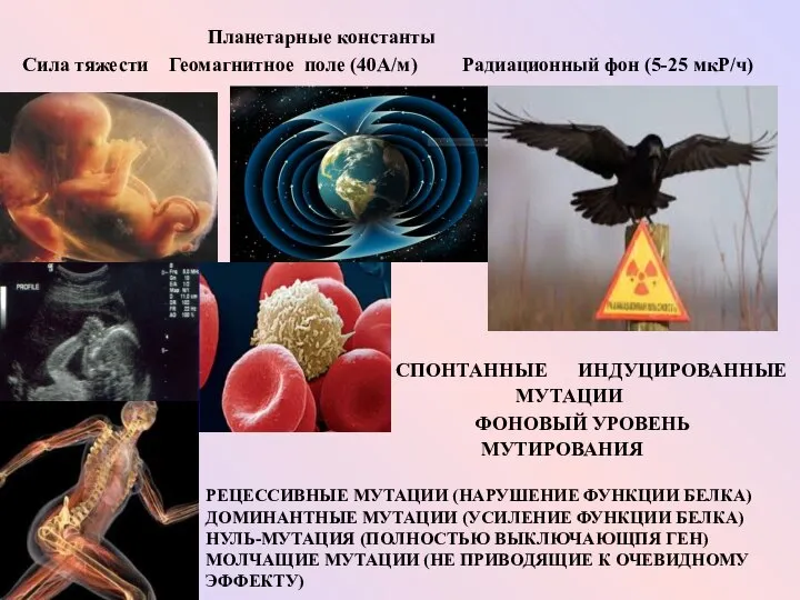 СПОНТАННЫЕ ИНДУЦИРОВАННЫЕ МУТАЦИИ ФОНОВЫЙ УРОВЕНЬ МУТИРОВАНИЯ РЕЦЕССИВНЫЕ МУТАЦИИ (НАРУШЕНИЕ ФУНКЦИИ БЕЛКА)