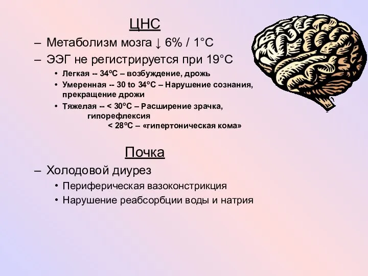 ЦНС Метаболизм мозга ↓ 6% / 1°C ЭЭГ не регистрируется при