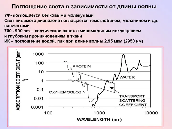 Поглощение света в зависимости от длины волны УФ- поглощается белковыми молекулами