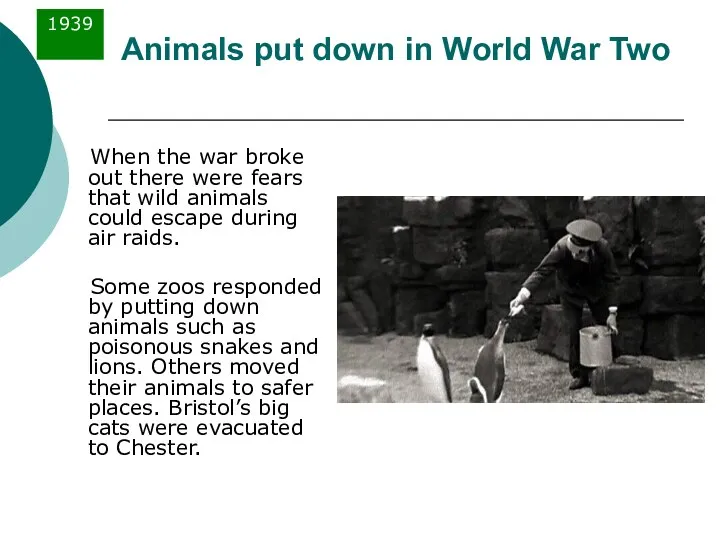 Animals put down in World War Two When the war broke