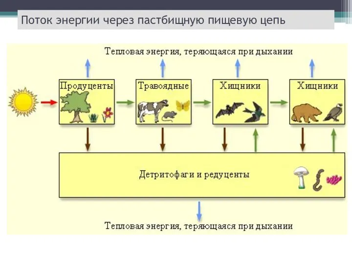 Поток энергии через пастбищную пищевую цепь