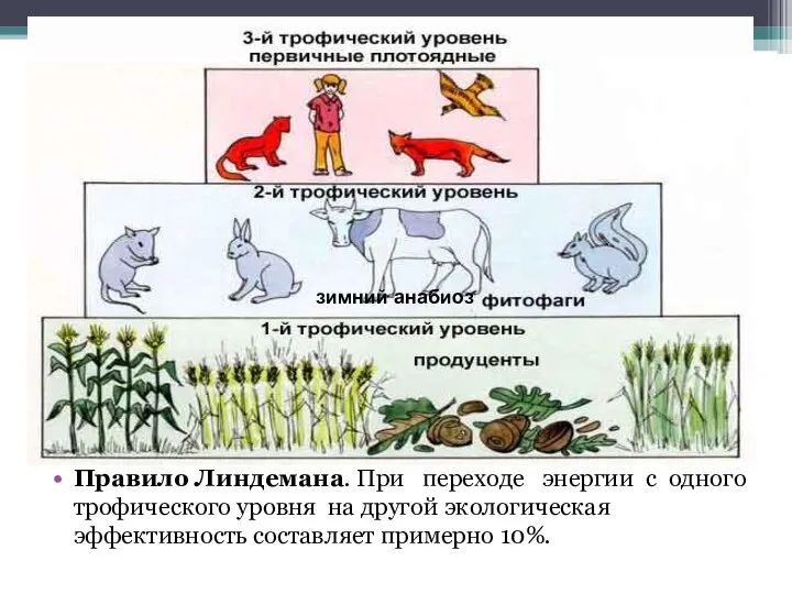 Трофические уровни Правило Линдемана. При переходе энергии с одного трофического уровня