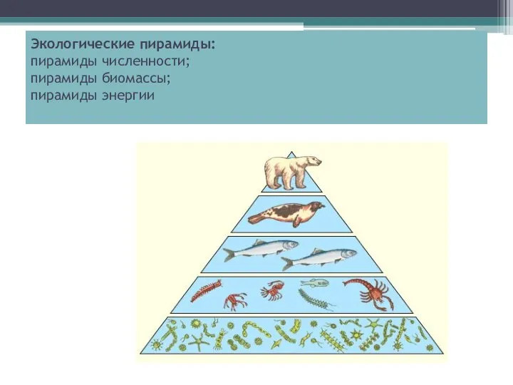 Экологические пирамиды: пирамиды численности; пирамиды биомассы; пирамиды энергии