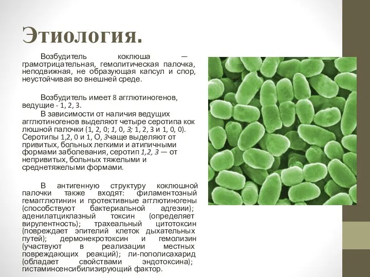 Этиология. Возбудитель коклюша — грамотрицательная, гемолитическая па­лочка, неподвижная, не образующая кап­сул